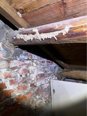 天威消毒 - 白蟻