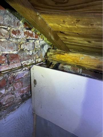 天威消毒 - 白蟻