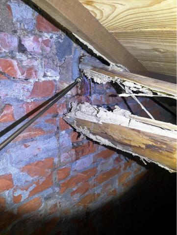 天威消毒 - 白蟻