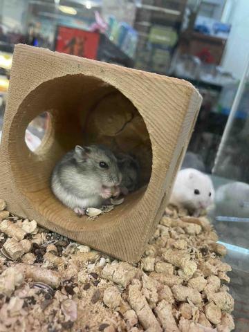 提供soho族收入服務的專家Karen