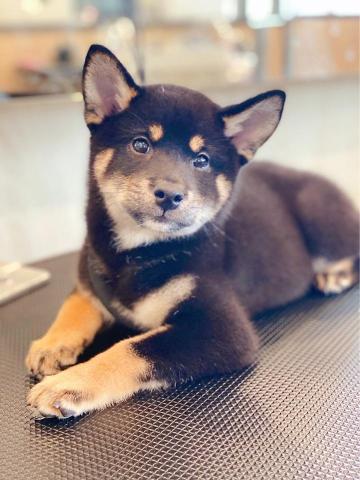 林晶鈺 - 可愛的狗