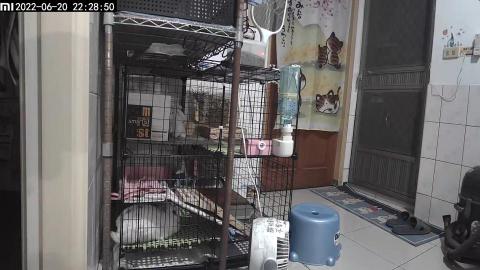 董盈 - 家裡有養兔子。也有養過中小型犬的經驗。歡迎聯繫我幫忙照顧愛寵。
