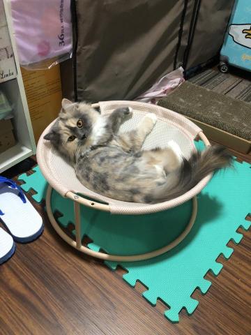 陳昱棠 - 