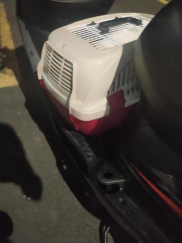 追風小德德 - 載寵物