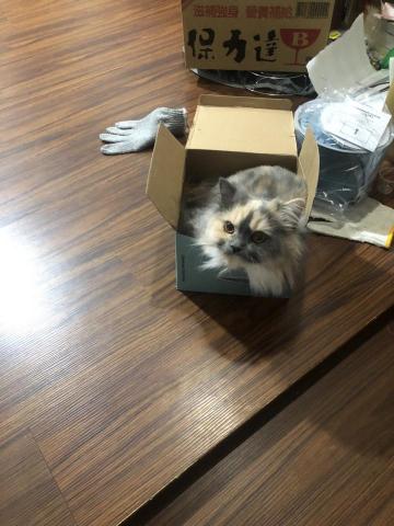 陳昱棠 - 