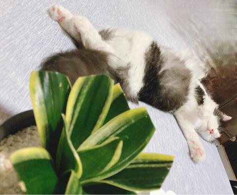 上品寵物美容（動物醫院） - 