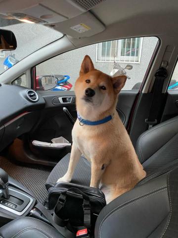 點亮您的家的柴柴師傅 - 柴柴師傅工作很認真、還帶飲料來探班 <3