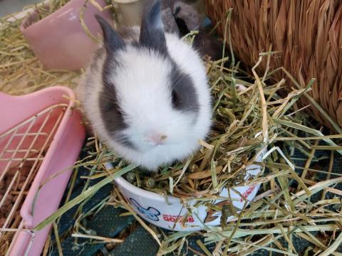 jassie迦孫 - 小動物寄養