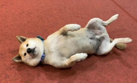 點亮您的家的柴柴師傅 - 請柴柴師傅冷靜一點