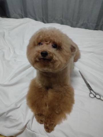 John - 自家狗，全程手吹，基本整理！
3.8kg，含打結拆毛時間（約1.5小時）