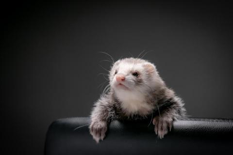 喬喬森影像 - 寵物攝影－貂