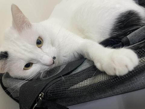 陳泳詒 - 到府服務的貓咪，它叫做芝麻
