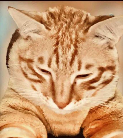 提供Shopify Wix Shopline架站服務的專家老虎五隻