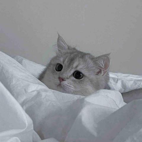 提供寄養服務的專家寄養貓咪