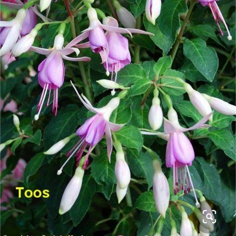 提供關西煮服務的專家徐碧娘