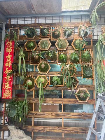 欣富實業社 - 吊掛好的牆面鹿角蕨