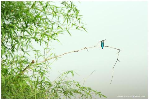 purpleimage - 生態照 purpleimage - 生態照