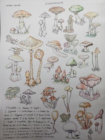 TONG TONG❤️STUDIO ART🎨 - 圖鑑 (水彩、針筆)