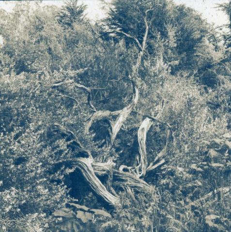 何容 - 攝影創作-古典顯影(重鉻酸膠質顯影蓋氰顯影) 何容 - 攝影創作-古典顯影(重鉻酸膠質顯影蓋氰顯影)