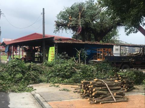 智德企業 - 大榕樹修剪後