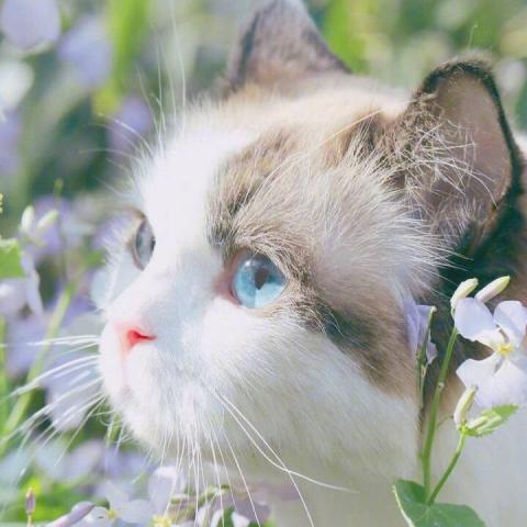 提供餐桌燈ikea服務的專家Ben