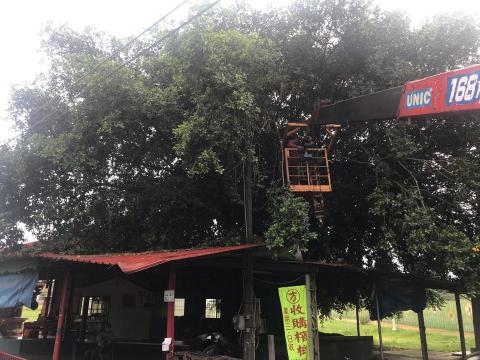 智德企業 - 大榕樹修剪前