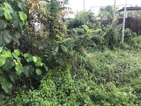 智德企業 - 打草前