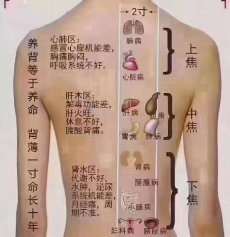 馬沙吉-中部傳統整復推拿按摩 - 背部筋絡圖示 馬沙吉-中部傳統整復推拿按摩 - 背部筋絡圖示