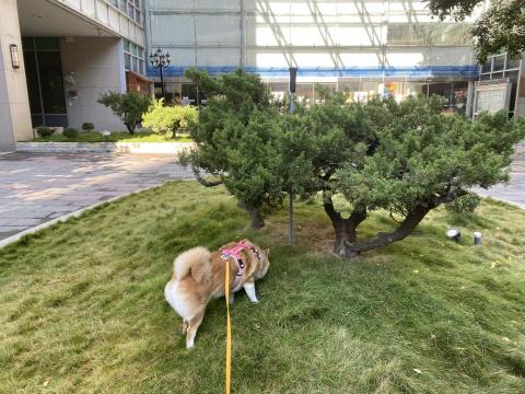 哉PACENPAW - 嗅聞遊戲紀錄