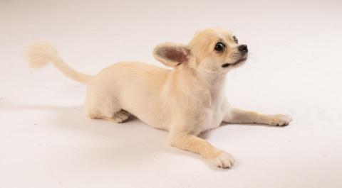 個人工作室 - 寵物攝影