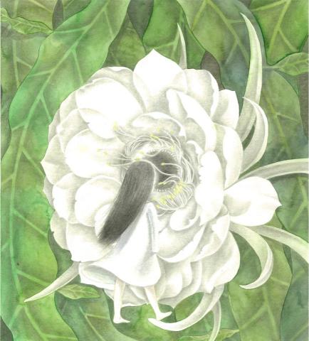 Susu Lin -  佇立於分離前-個人插畫創作