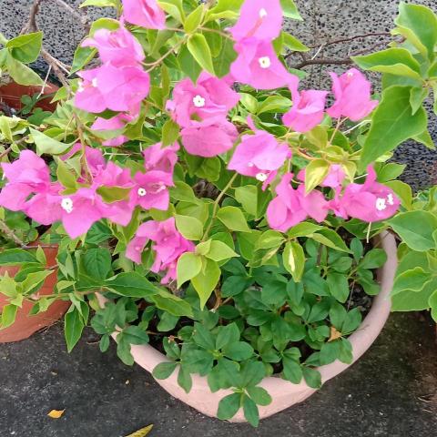 提供品酒聯誼服務的專家何先生