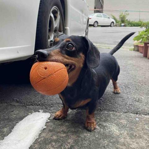 提供收纳挂袋服務的專家Ariel