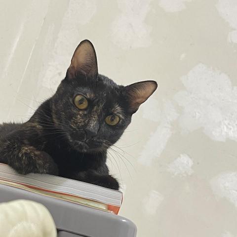 提供臺南景點服務的專家黃子甄