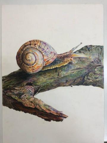 李思諭 - 色鉛筆