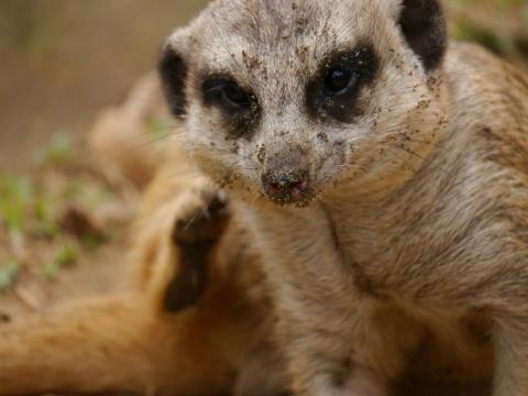 姚柔伊 - 實習照顧過的動物狐獴