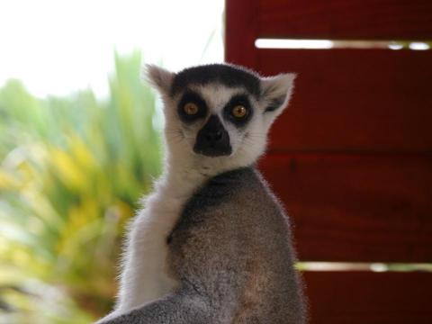 姚柔伊 - 環尾狐猴