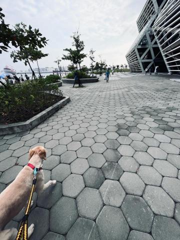 張勝雄 - 幫人帶狗散步