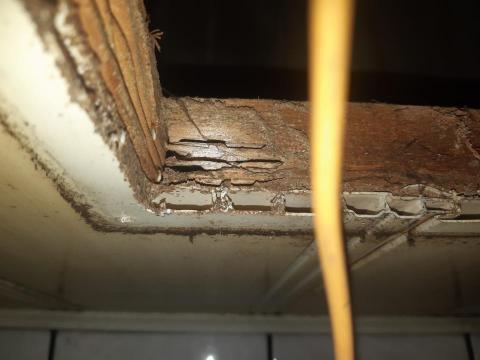 竑祐生物科技 - 民宅白蟻防治