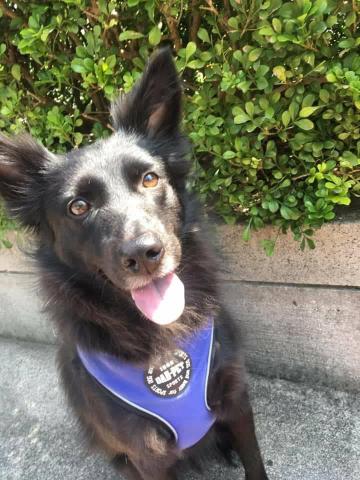 許桓瑞 - 我家的狗狗