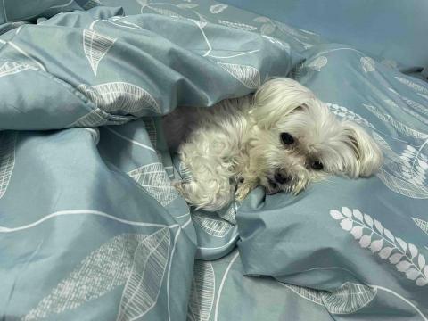 提供吳曉琪服務的專家吳曉昀