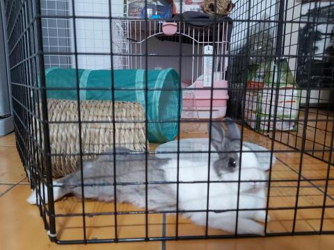 許桓瑞 - 我家的兔寶（遛狗時撿到的浪兔）