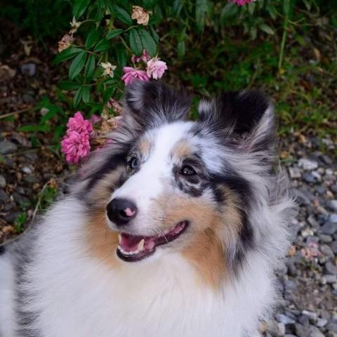 提供醫學服務的專家鄭欣怡