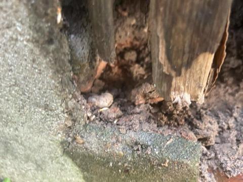 24H專業生物防治(病媒防治) -  24H專業生物防治(病媒防治) -