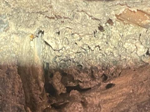 24H專業生物防治(病媒防治) -  24H專業生物防治(病媒防治) -