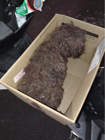 陳彥翔 - 動物救援