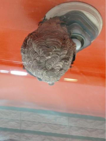 陳彥翔 - 捕蜂任務