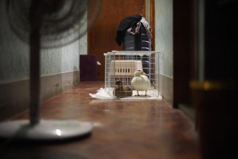 李傳威 - 這是我的寵物鴨鴨
白色ㄉ叫斑斑
咖啡色ㄉ叫點點
他們很吵但很可愛