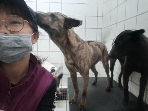 三十三 - 收容所服務經驗