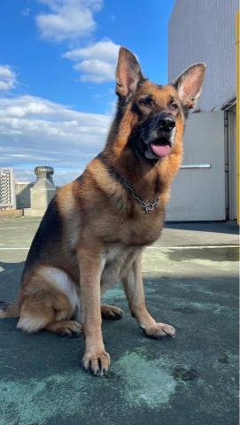 張勻綺 - 家養德牧